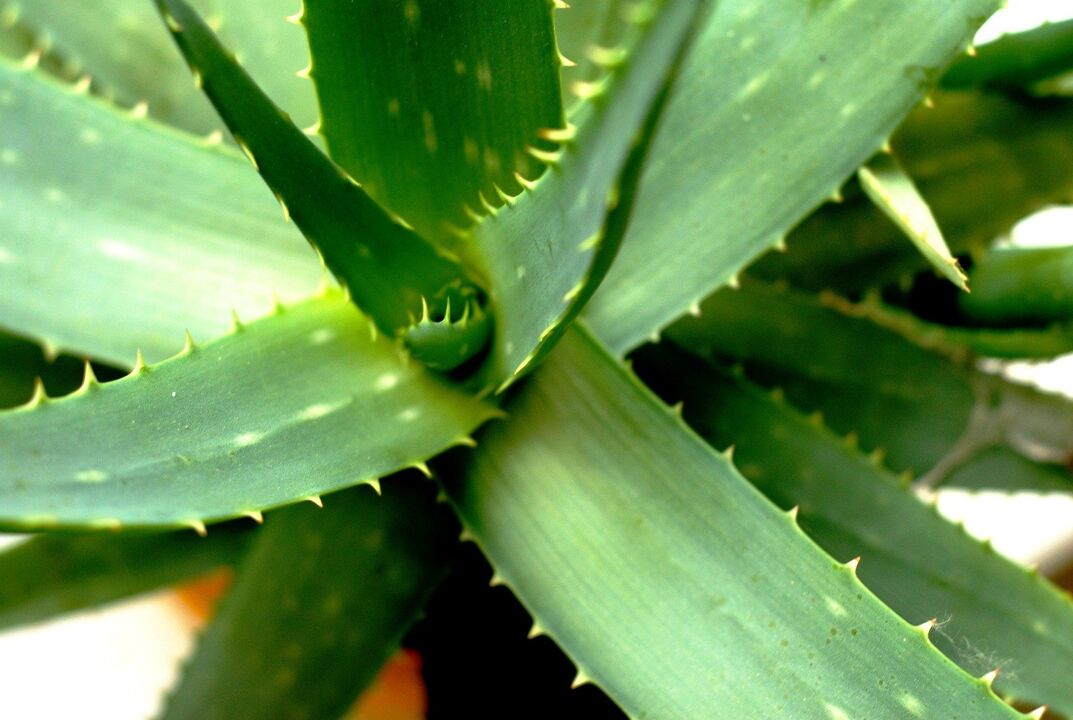 Aloe fir männlech Potenz